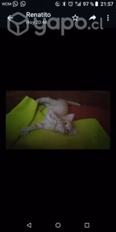 Se regalan Gatitos - Imagen 4