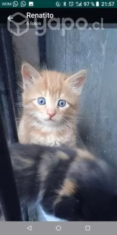 Se regalan Gatitos - Imagen 2