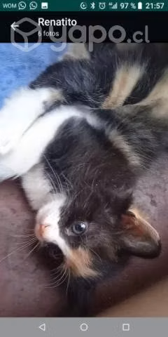 Se regalan Gatitos - Imagen 3