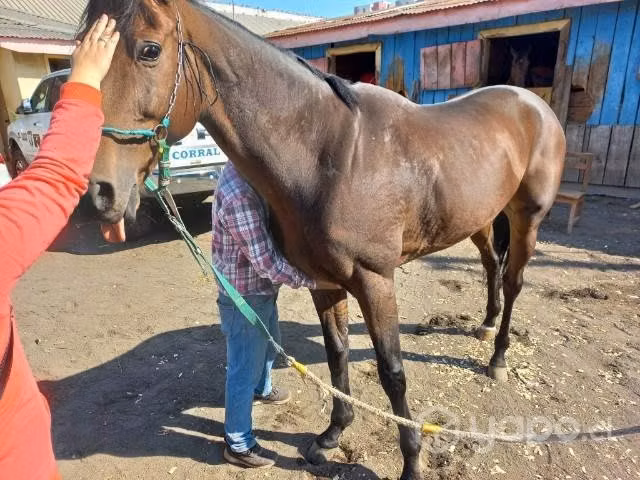 Hermoso y manso caballo