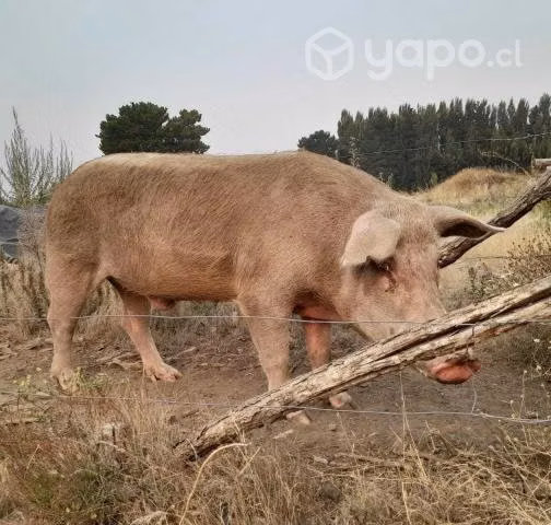 Chancho barraco