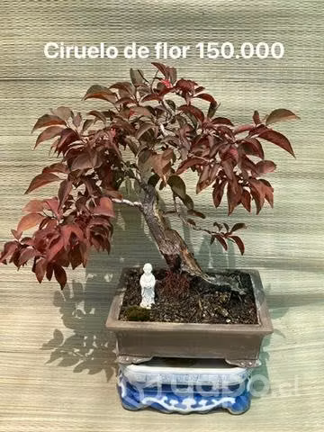 Bonsai