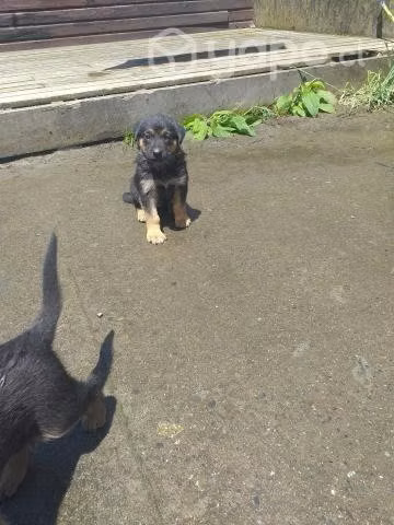 Regaló perros - Imagen 2