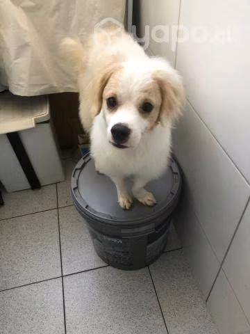 Motita una belleza de perrita busca una Dog-Lover