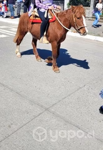 Caballo man pato - Imagen 6