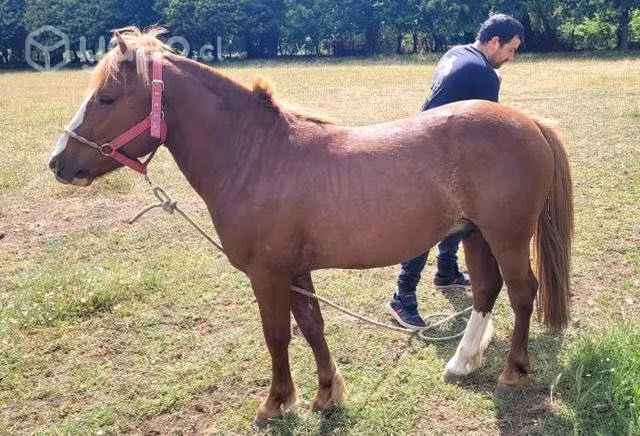 Caballo man pato