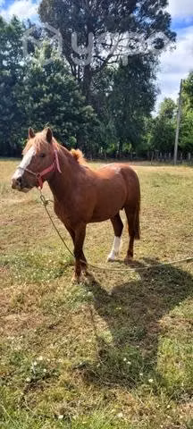 Caballo man pato - Imagen 3