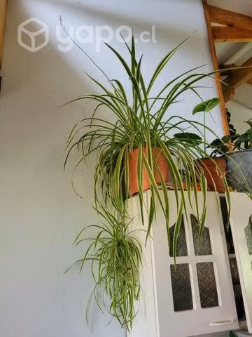 Plantas de interior GRANDES