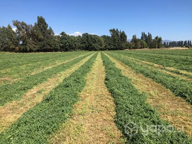 Fardo Alfalfa Premium