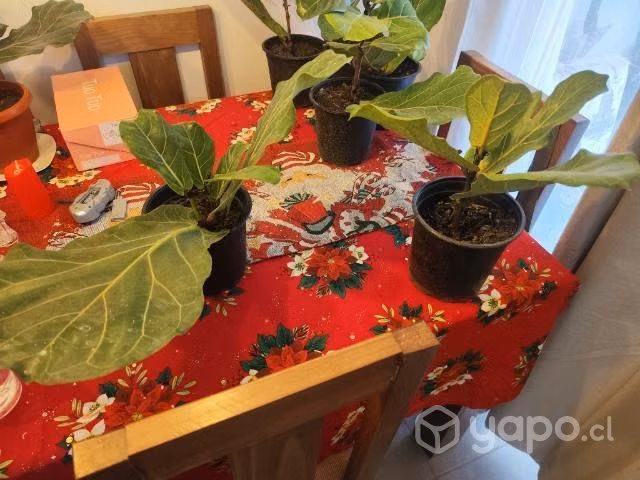 Ficus lyrata - Imagen 2