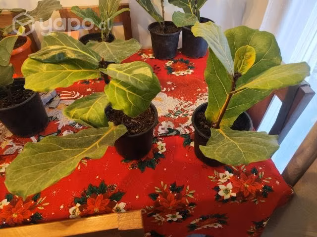 Ficus lyrata
