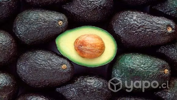 Palta Hass chilena de exportación - Imagen 3