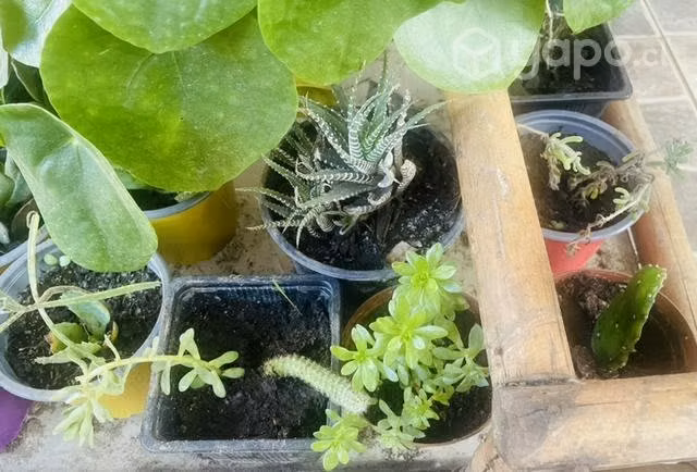 Plantitas y Suculentas - Imagen 5