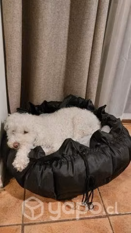 Cama mascota antifluidos