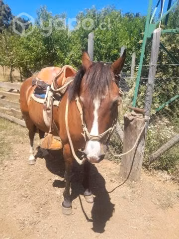 Caballo de montura