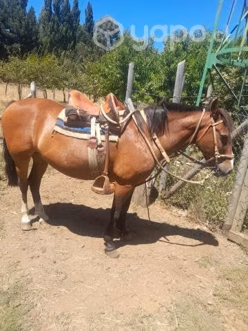 Caballo de montura