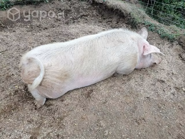Cerdo de 2 años