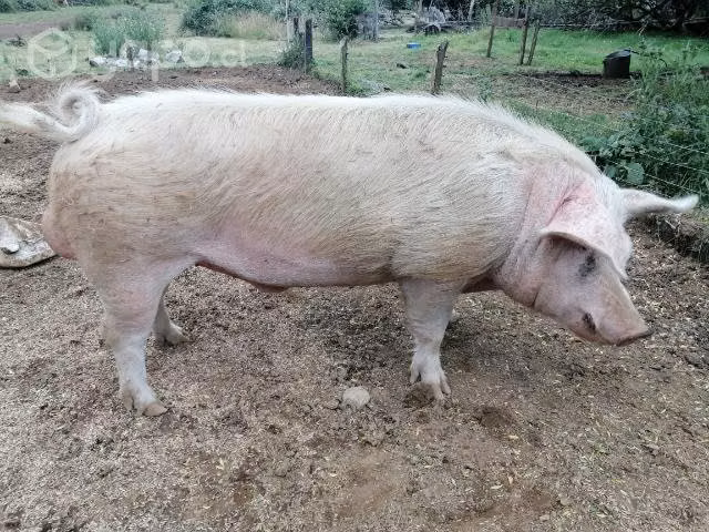 Cerdo de 2 años
