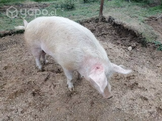 Cerdo de 2 años