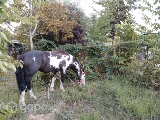 Caballo de color - Imagen 2
