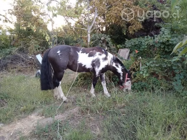 Caballo de color - Imagen 4
