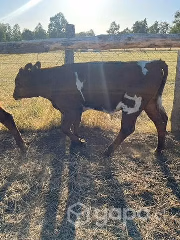 Terneros angus