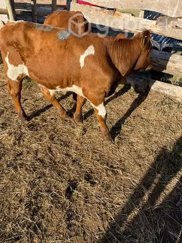 Terneros angus