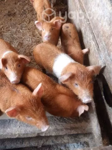 Chanchos - Imagen 4