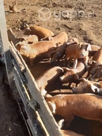 Chanchos