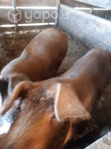 Chanchos - Imagen 5