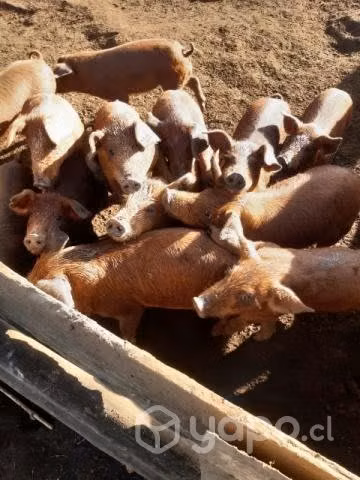 Chanchos - Imagen 3