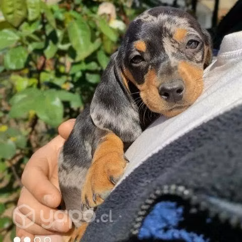 Perro salchicha arlequín plata - Imagen 5