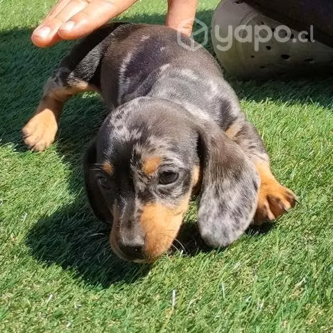 Perro salchicha arlequín plata - Imagen 3