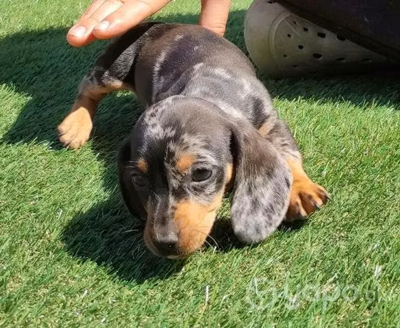 Perro salchicha arlequín plata - Imagen 6