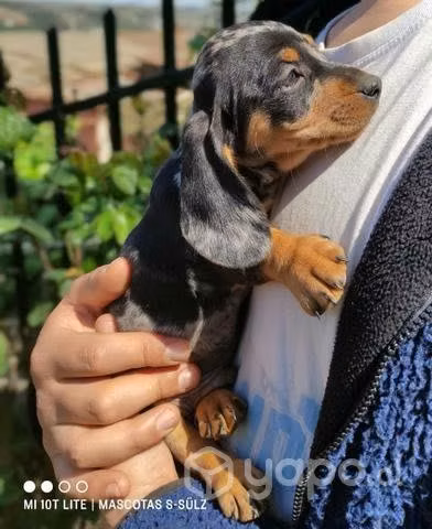 Perro salchicha arlequín plata - Imagen 2