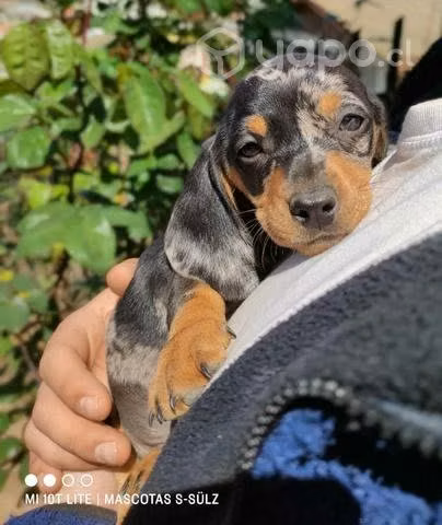 Perro salchicha arlequín plata - Imagen 4