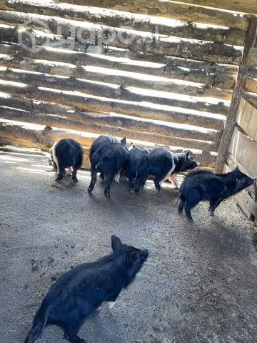 chanchos