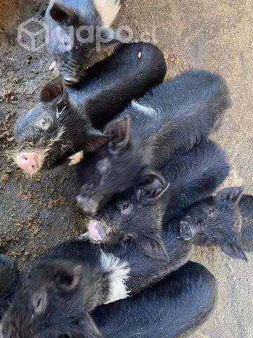 chanchos