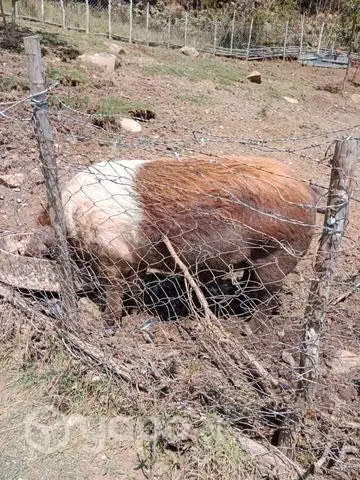 Chancho macho - Imagen 2