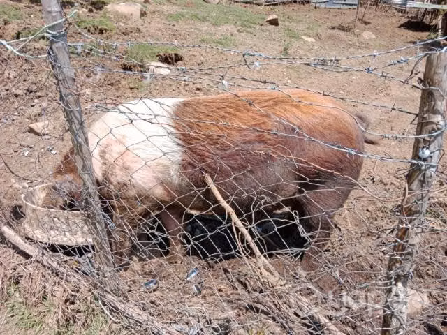 Chancho macho
