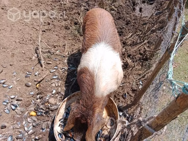 Chancho macho - Imagen 3