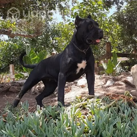 Cane corso línea única en chile