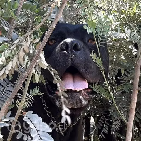 Cane corso línea única en chile