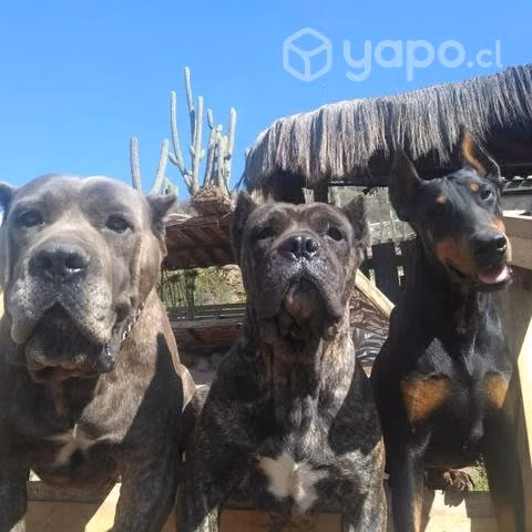 Cane corso línea única en chile