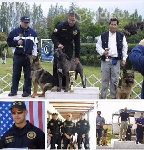Cane corso línea única en chile