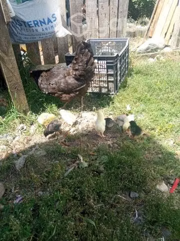 Gallinas con pollitos