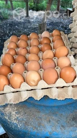 Huevos de criadero y de campo - Imagen 3