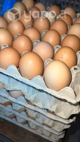 Huevos de criadero y de campo