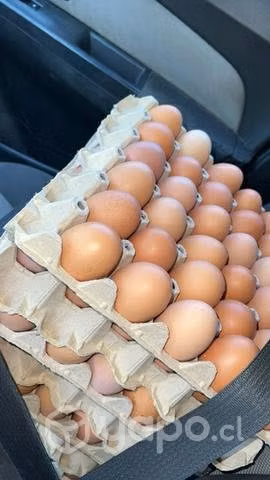 Huevos de criadero y de campo - Imagen 2