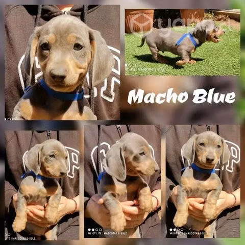 Perro salchicha